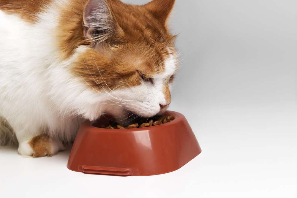 Kenali Bahan-Bahannya, Jangan Sampai Salah Pilih Makanan Kucing Halal