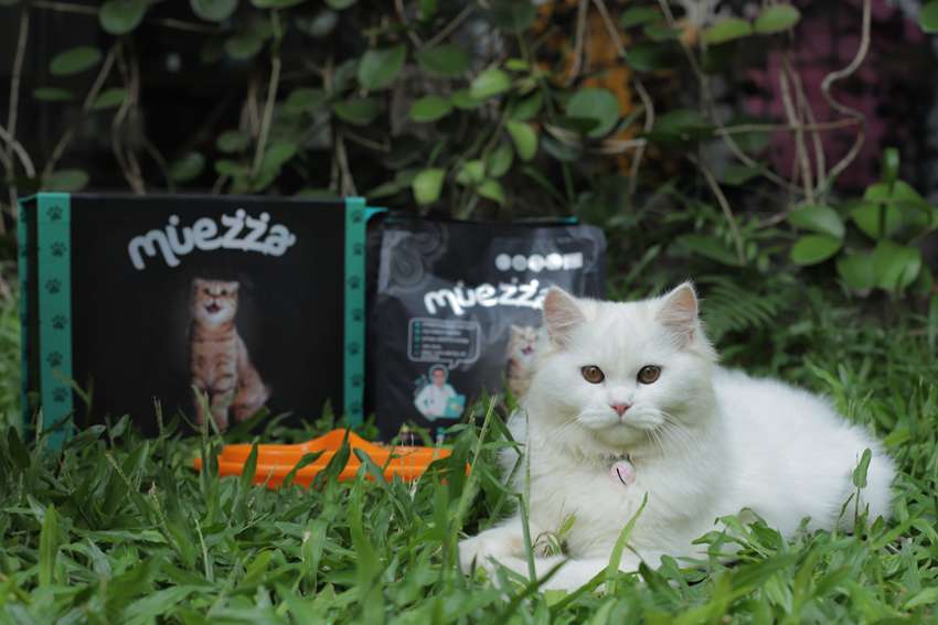 Kenali Bahan-Bahannya, Jangan Sampai Salah Pilih Makanan Kucing Halal