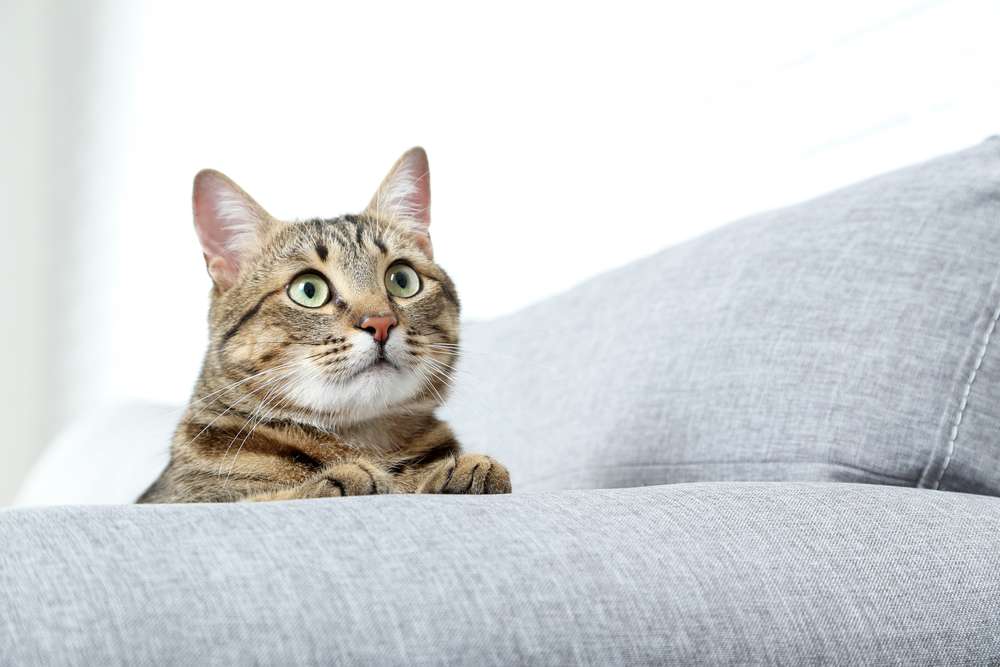 Dari Tatapan Tajam hingga Kedipan, Pandangan Mata Kucing Juga Ada Artinya Lho