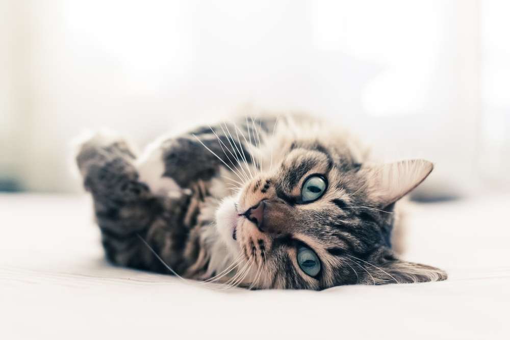 Dari Tatapan Tajam hingga Kedipan, Pandangan Mata Kucing Juga Ada Artinya Lho