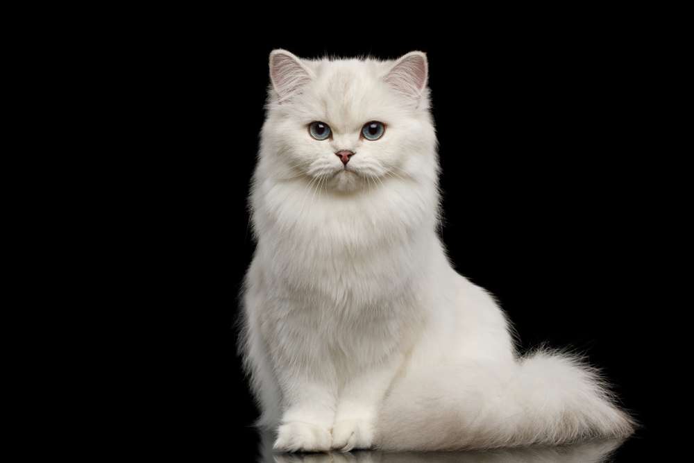 Dari Tatapan Tajam hingga Kedipan, Pandangan Mata Kucing Juga Ada Artinya Lho