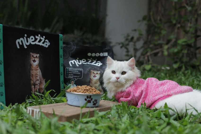 Dari Tatapan Tajam hingga Kedipan, Pandangan Mata Kucing Juga Ada Artinya Lho