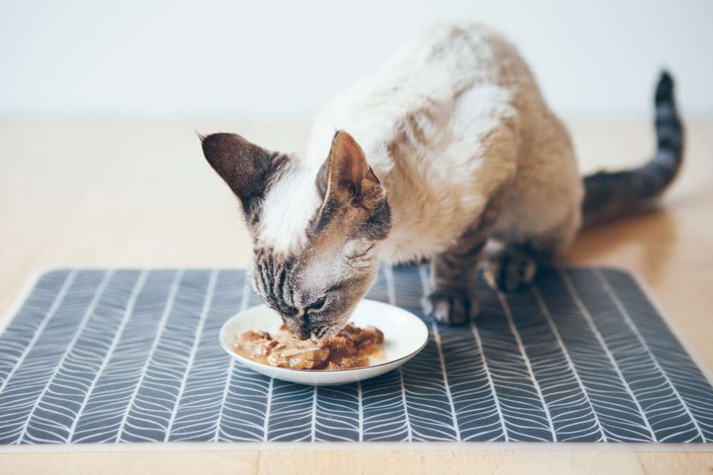 Jenis Daging Ikan yang Membantu Pertumbuhan Bulu Kucing