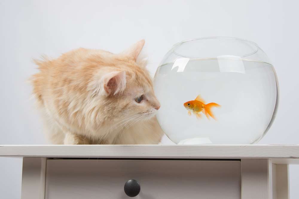 Jenis Daging Ikan yang Membantu Pertumbuhan Bulu Kucing