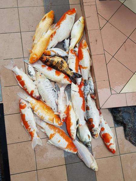 Ikan Koi siap untuk jadi sup ikan.