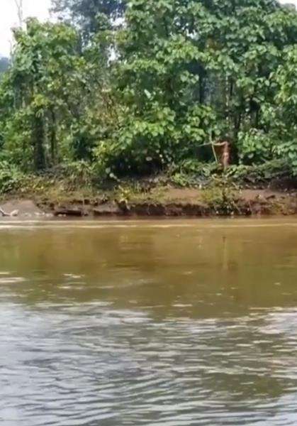 Suku Togutil memanah seorang warga Halmahera, Maluku Utara.