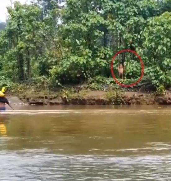 Saat menyeberang sungai, tiba-tiba muncul suku Togutil.