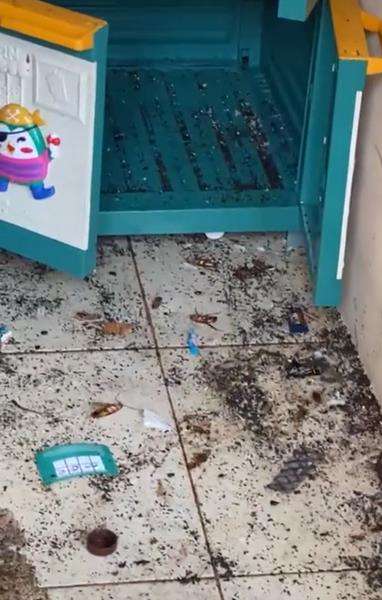 Ratusan kecoak berseliweran di lantai rumah.