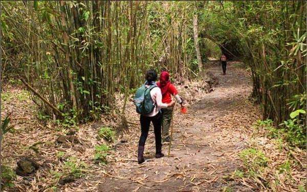 Salah satu sudut hutan di TN Alas Purwo.