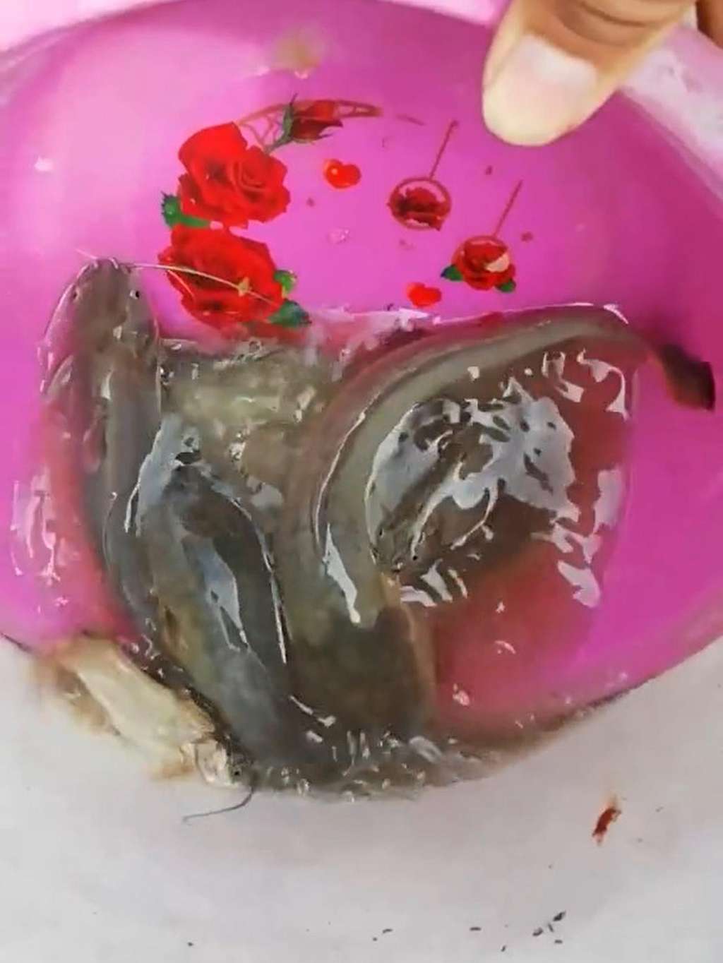 Dapat ikan
