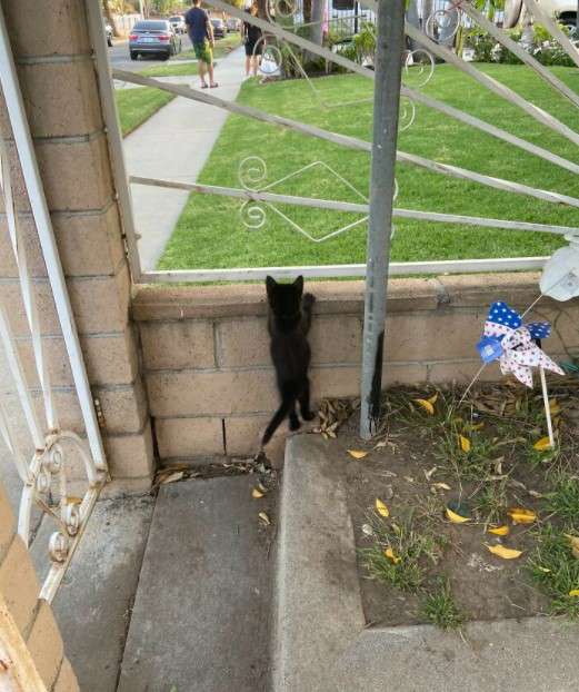 Apa Kabar Dunia? 9 Gambar Kucing Lucu ini Tepat Gambarkan Kegundahanmu