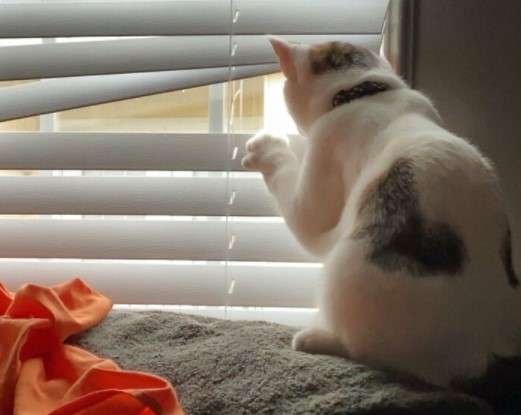 Apa Kabar Dunia? 9 Gambar Kucing Lucu ini Tepat Gambarkan Kegundahanmu
