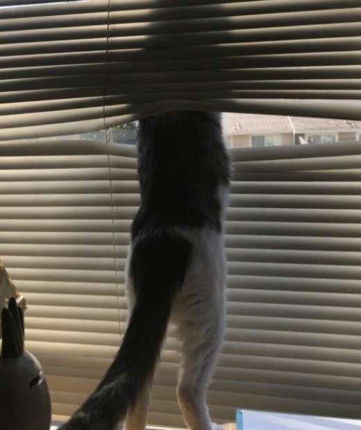 Apa Kabar Dunia? 9 Gambar Kucing Lucu ini Tepat Gambarkan Kegundahanmu