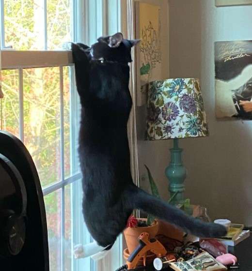 Apa Kabar Dunia? 9 Gambar Kucing Lucu ini Tepat Gambarkan Kegundahanmu