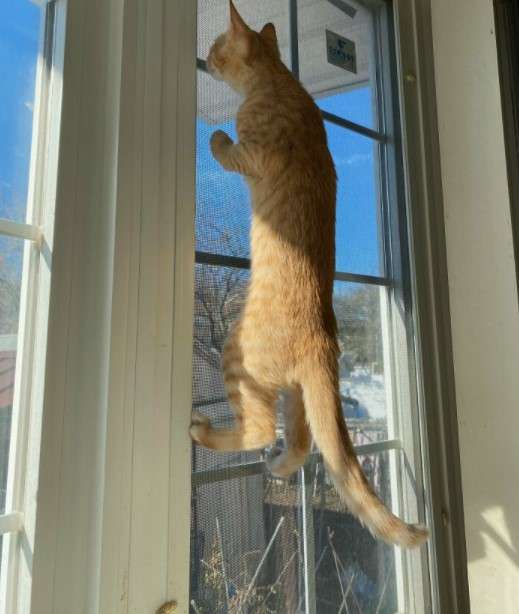 Apa Kabar Dunia? 9 Gambar Kucing Lucu ini Tepat Gambarkan Kegundahanmu