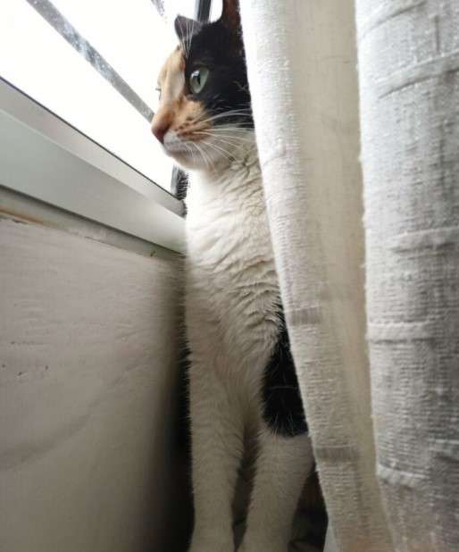 Apa Kabar Dunia? 9 Gambar Kucing Lucu ini Tepat Gambarkan Kegundahanmu