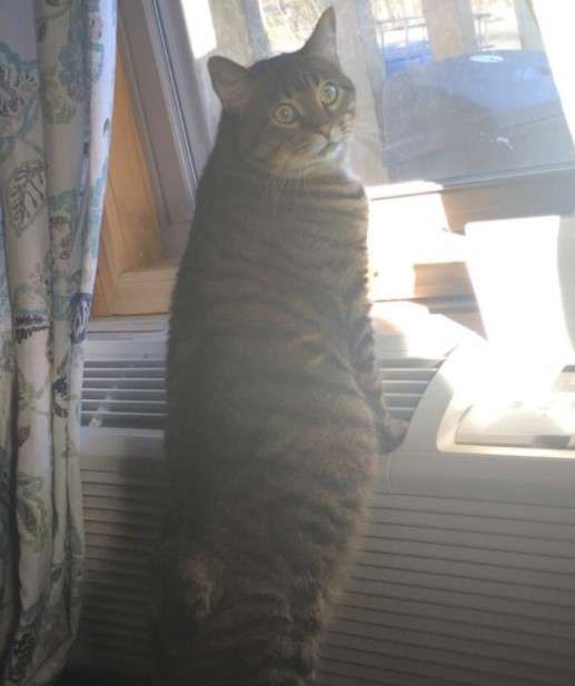 Apa Kabar Dunia? 9 Gambar Kucing Lucu ini Tepat Gambarkan Kegundahanmu