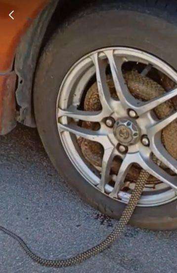 Ular king cobra terlihat ngadem di dalam pelek mobil.