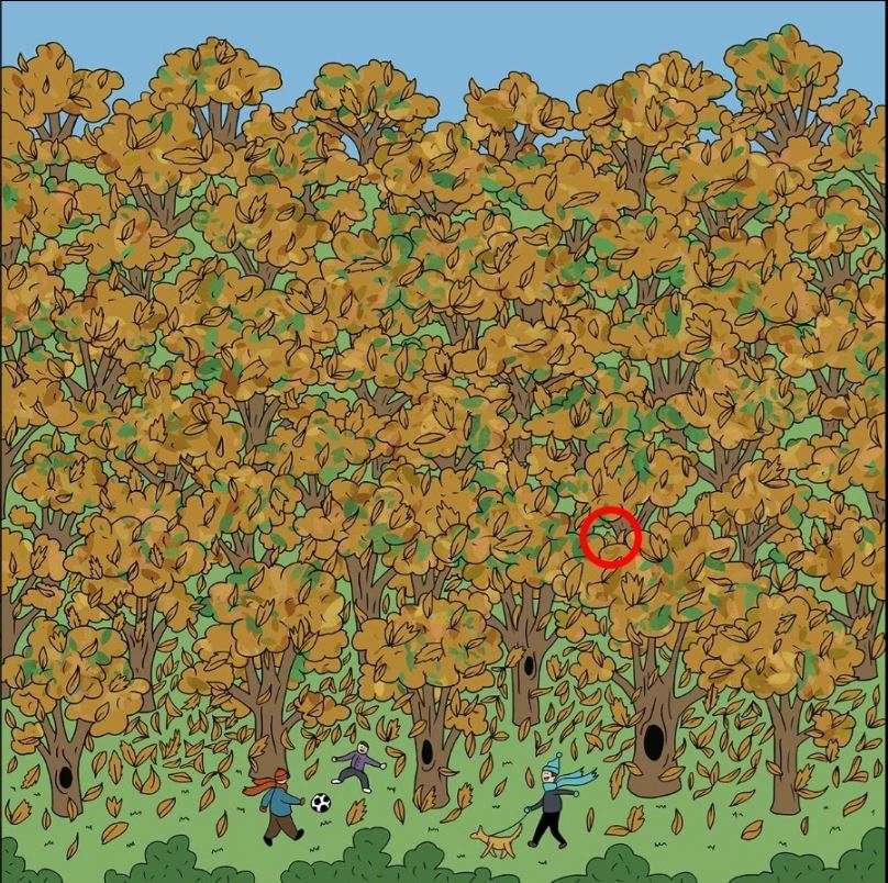 the squirrel hiding in the trees