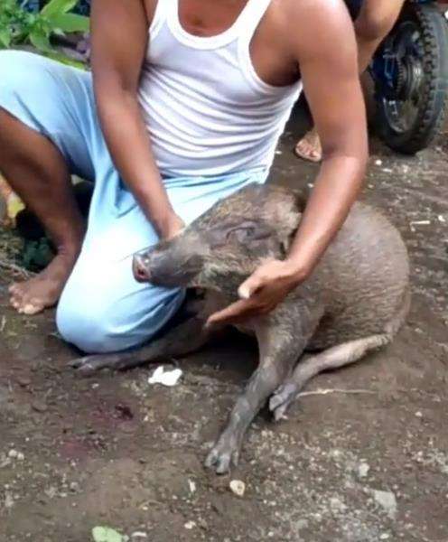 Babi hutan dikira babi ngepet.