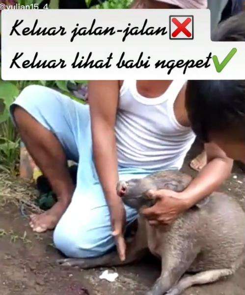 Jalan-jalan keluar lihat babi ngepet.