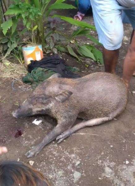 Babi hutan ini konon jelmaan manusia.