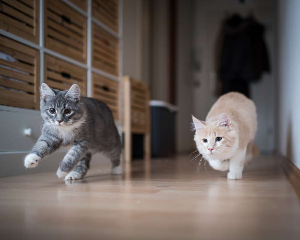 Kadang Bikin Kesal, Ini 5 Hal yang Malah Disukai Kucing