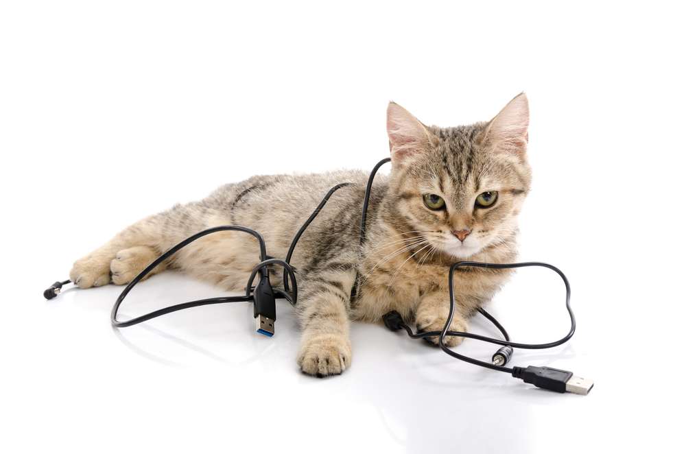 Kadang Bikin Kesal, Ini 5 Hal yang Malah Disukai Kucing