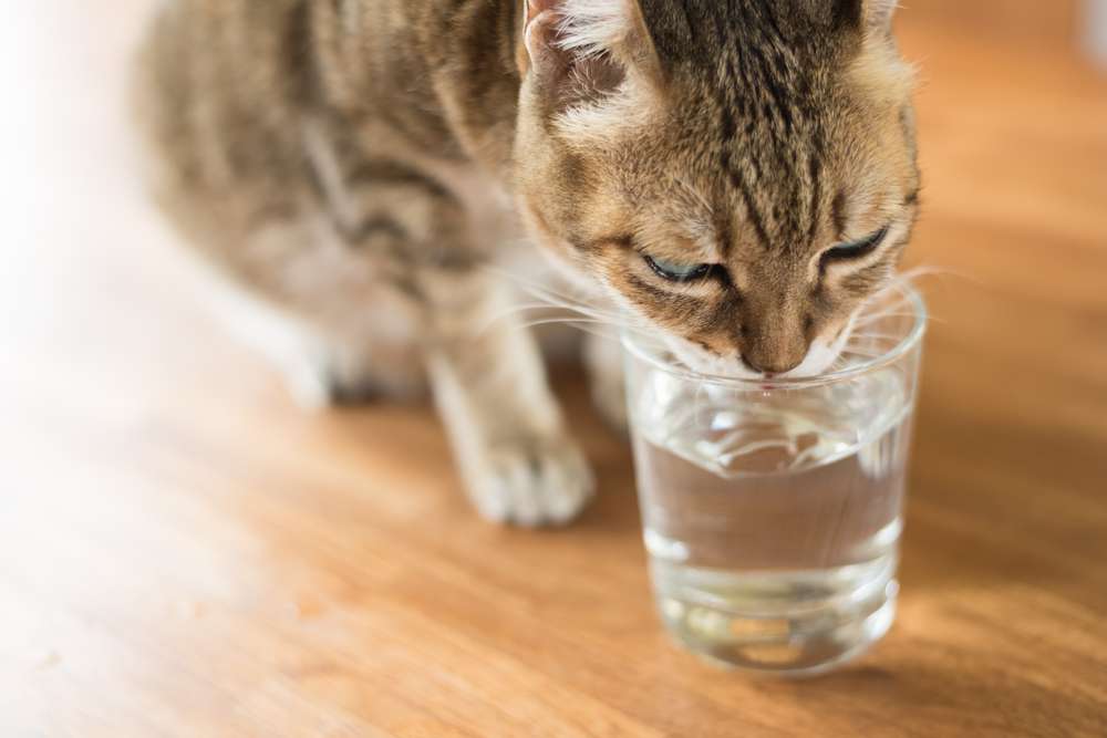 Kadang Bikin Kesal, Ini 5 Hal yang Malah Disukai Kucing