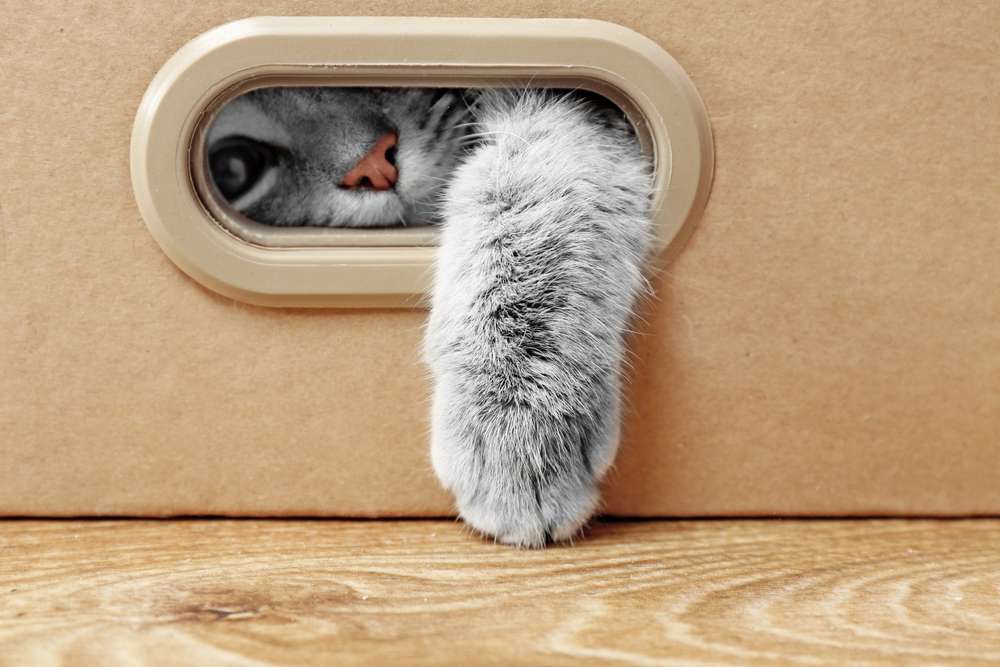 Kadang Bikin Kesal, Ini 5 Hal yang Malah Disukai Kucing