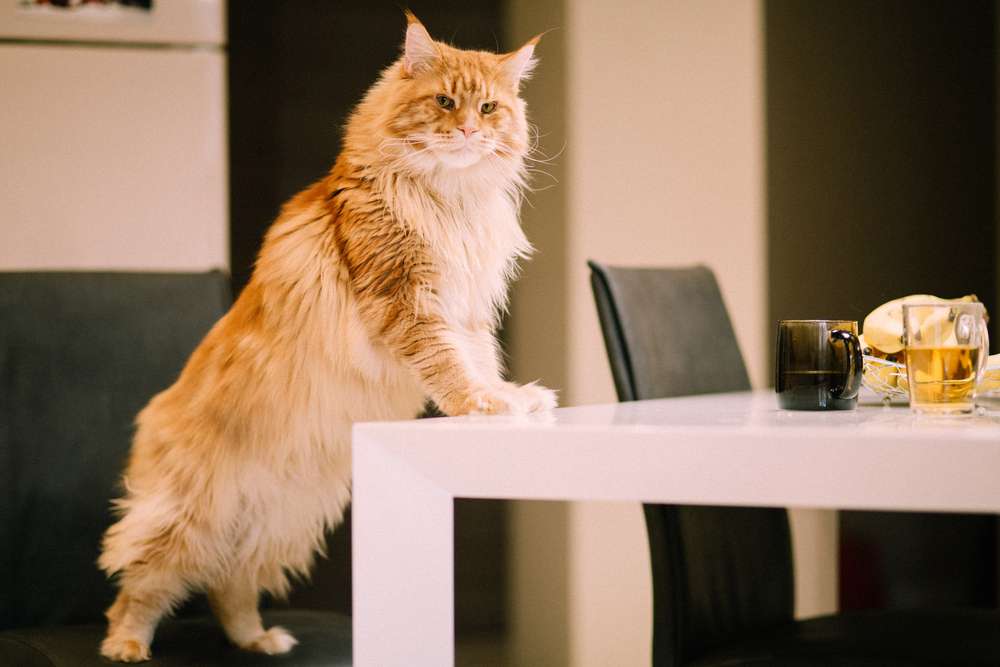 Kadang Bikin Kesal, Ini 5 Hal yang Malah Disukai Kucing