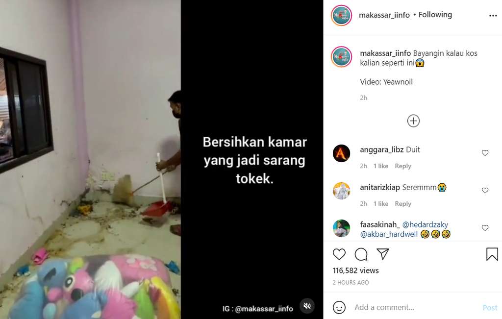 Pembersihan tokek di kamar kos