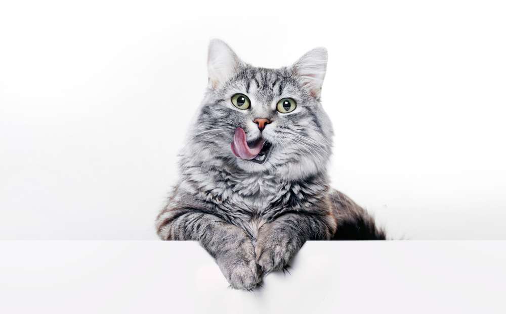 Mitos Ibadah Batal Gara-Gara Wajah Kena Jilat Kucing, Ini Faktanya