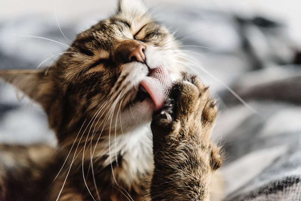 Mitos Ibadah Batal Gara-Gara Wajah Kena Jilat Kucing, Ini Faktanya