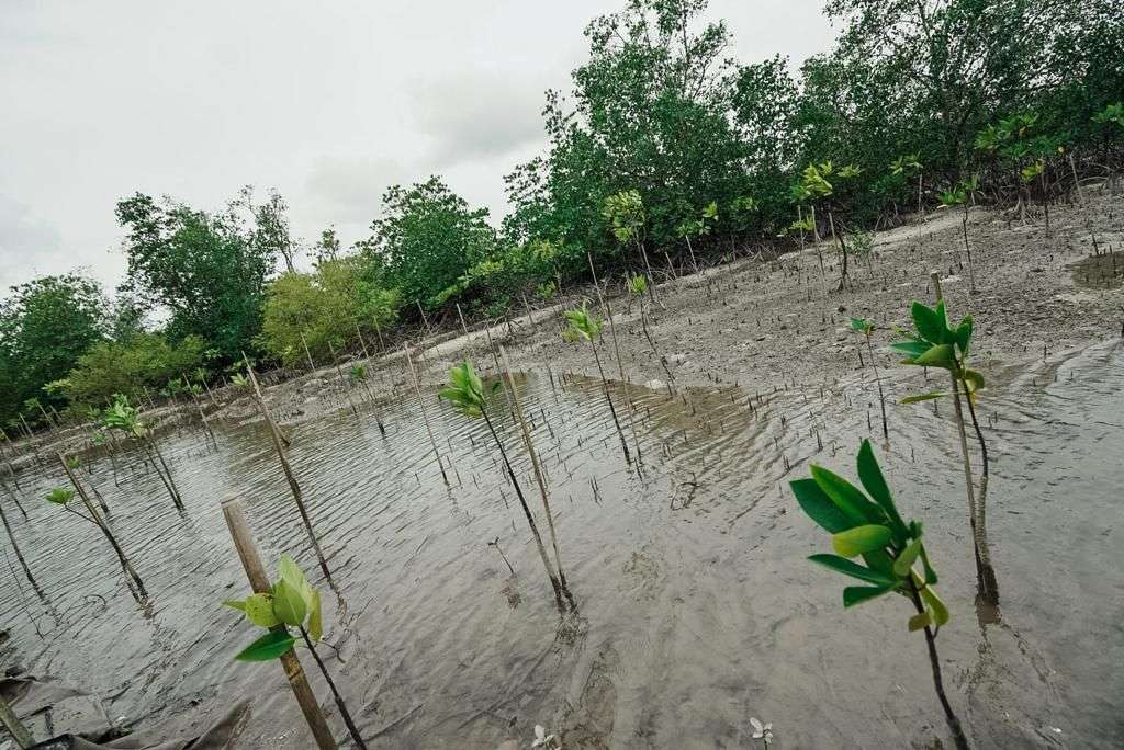 Hutan Juru Seberang