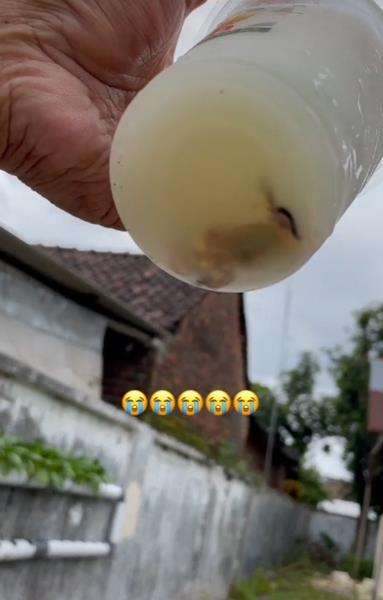 Bangkai cicak dikira janin bayi.
