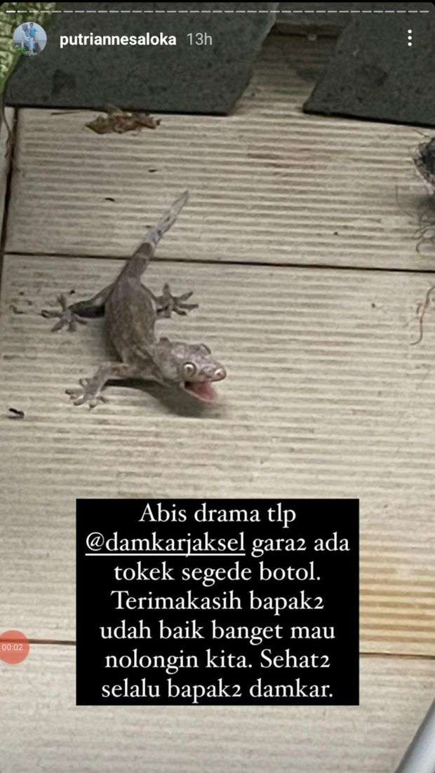 Curhatan Putri Anne soal tokek
