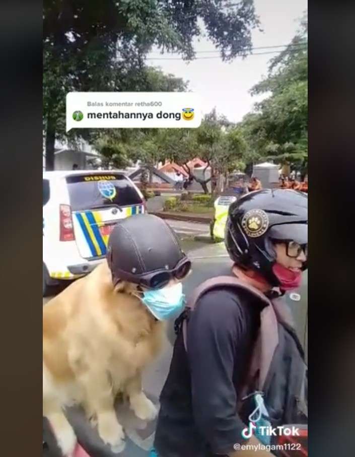Anjing pakai masker