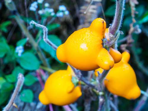 Nipple fruit