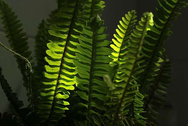 Boston Fern