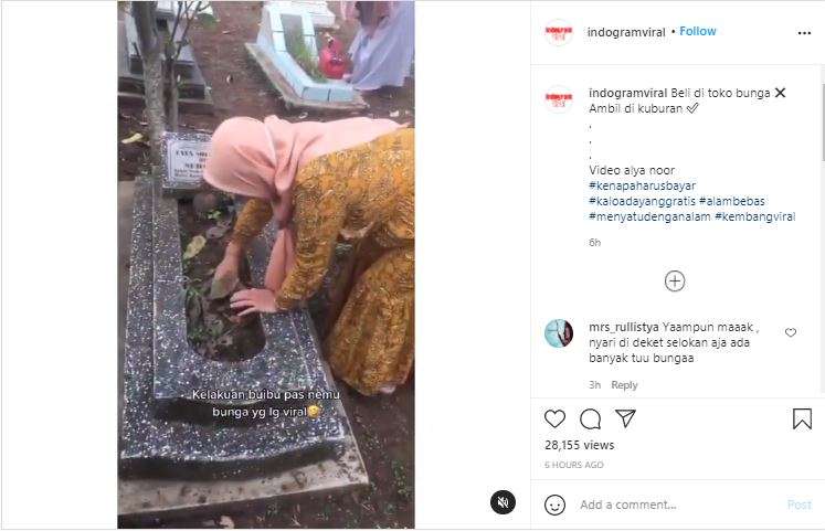 Viral ibu-ibu mencabuti tanaman hias di kuburan. Viral ibu-ibu mencabuti tanaman hias di kuburan.