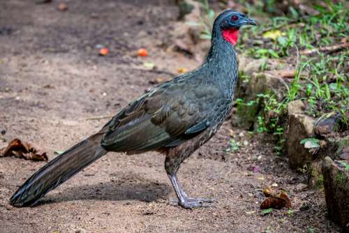Burung Jacu