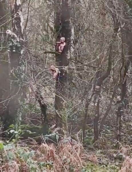 Misteri boneka diikat dan dipaku di hutan Inggris.