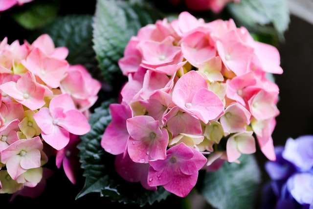 Geranium