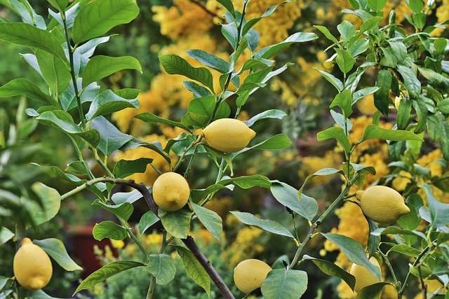 Citrus plants