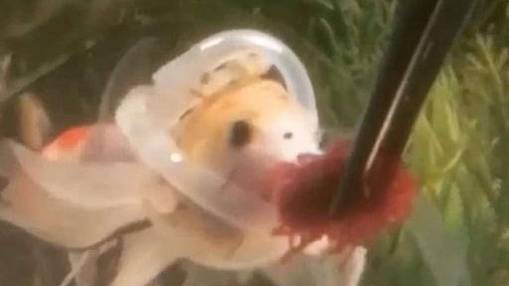 Ikan mas