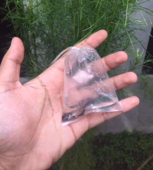 Ikan cupang yang dipesan online mati lemas.