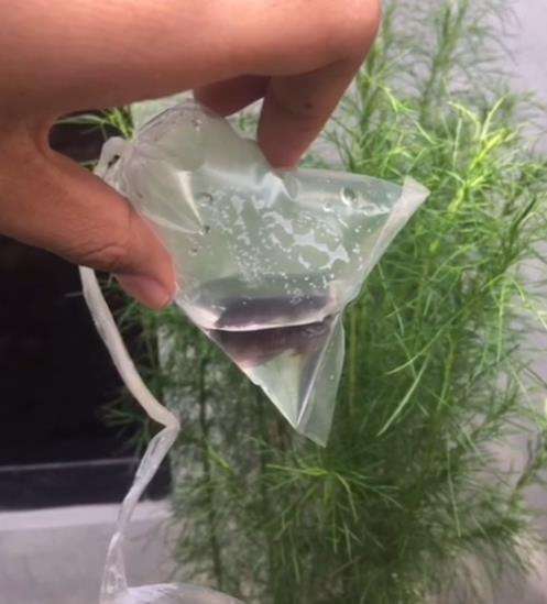 Ikan cupang mati karena airnya sangat sedikit.