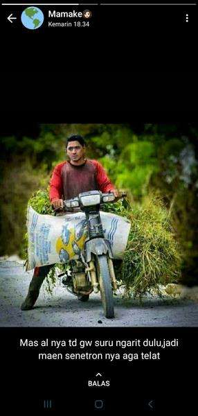 Halu tingkat dewa.