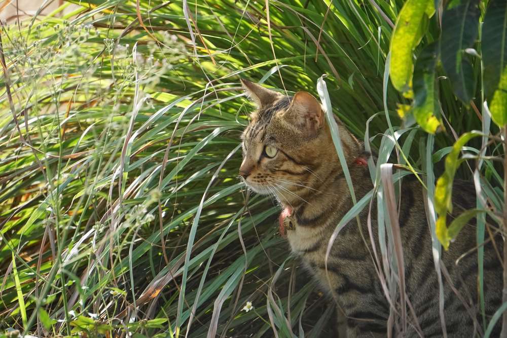 Catnip dan 4 Jenis Tanaman Hias yang Menarik Minat Kucing